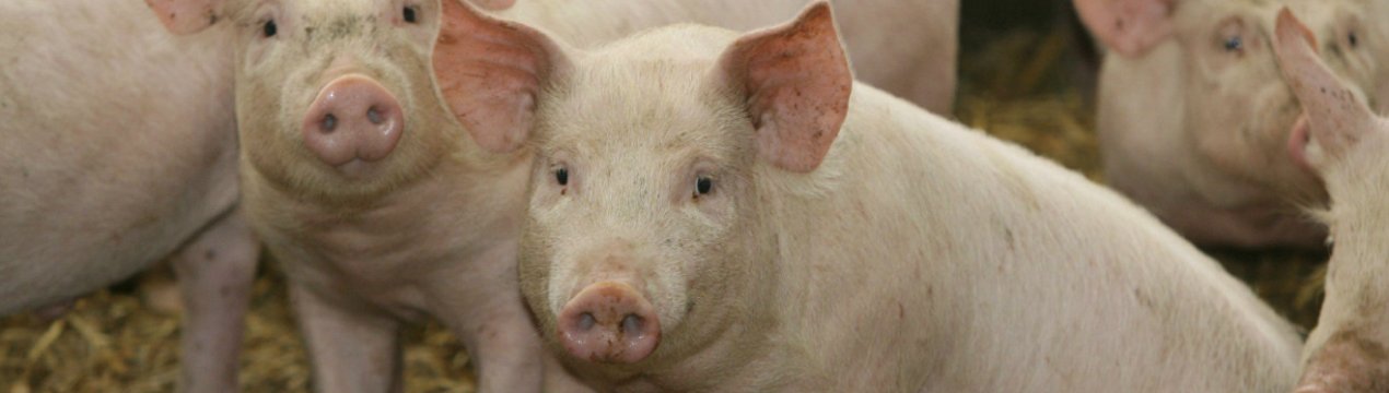 Штучне запліднення свиней у домашніх умовах