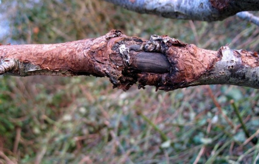 Цитоспороз абрикоса Цитоспороз абрикоса