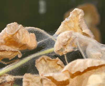 Як позбутися від павутинного кліща в теплиці?