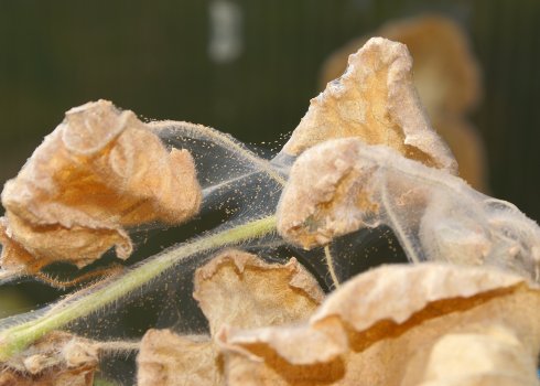 Как избавиться от паутинного клеща в теплице?