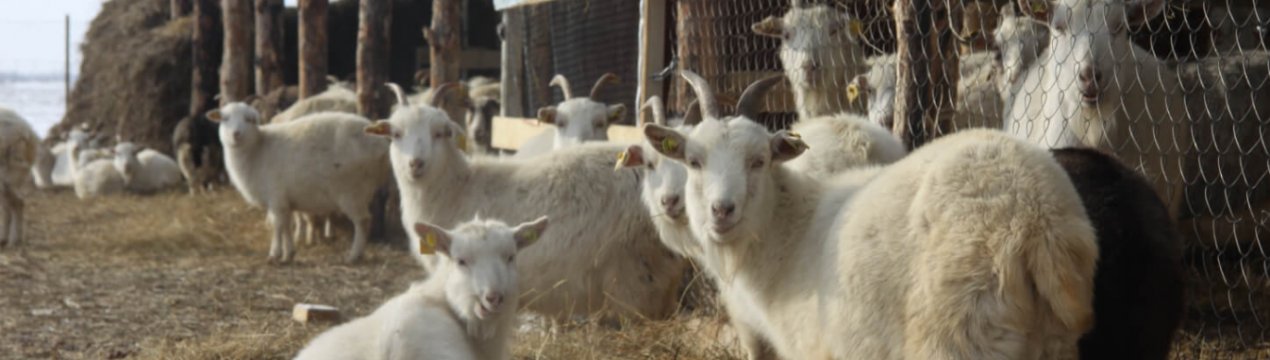 Хлів для кіз