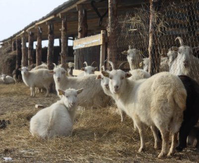 Хлів для кіз