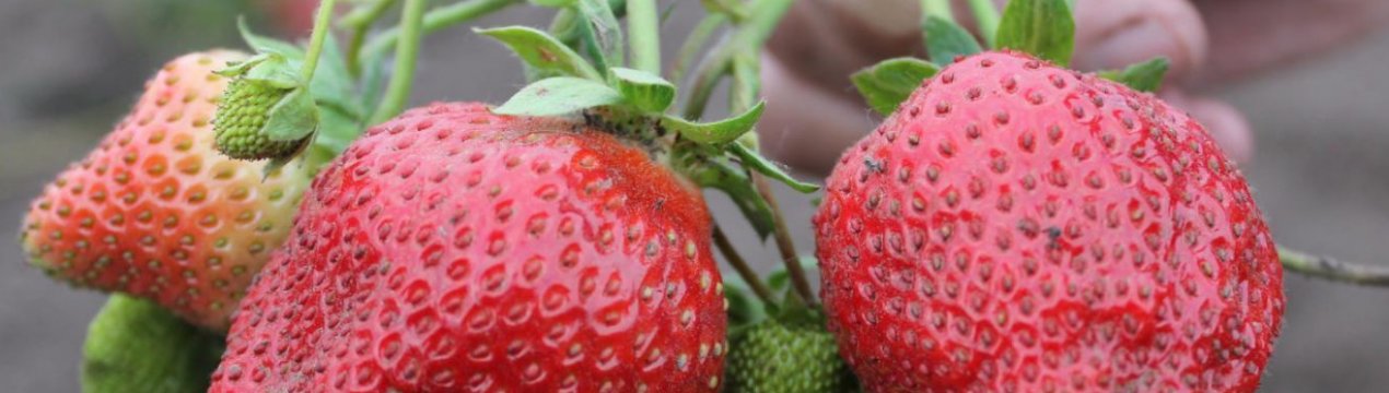 Многоразовая клубника елизавета 2. . Многоразовая клубника елизавета 2 фото. Многоразовая клубника елизавета 2-. картинка Многоразовая клубника елизавета 2. картинка . более светлого цвета,
