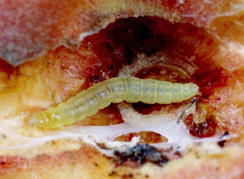 Плодожерка Плодожерка