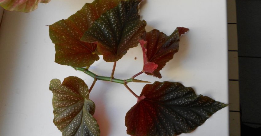 Бегонія коралова Бегонія коралова