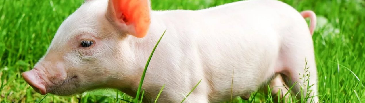 Новий випадок АЧС виявлений в Сумській області