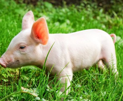 Новий випадок АЧС виявлений в Сумській області