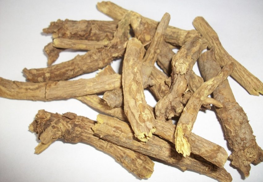 корінь шоломниці