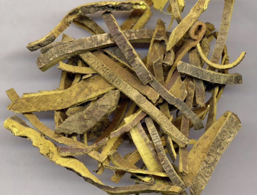 Кора оксамиту амурського