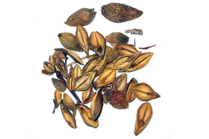 Плоди пониклою форзиції