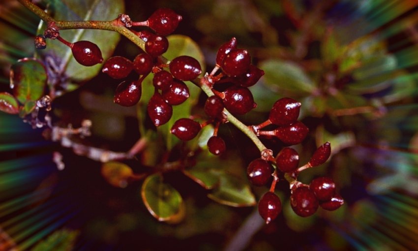 Сарсапарелі