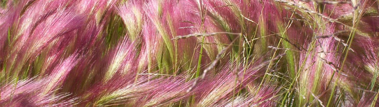 Міскантус може очистити землі України від забруднення радіацією