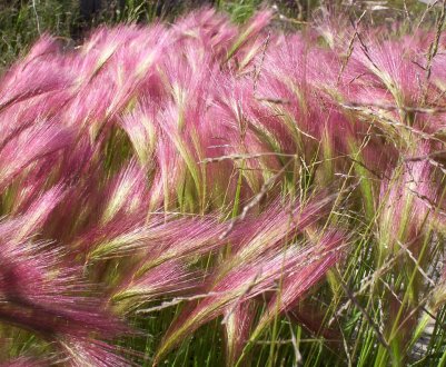 Міскантус може очистити землі України від забруднення радіацією