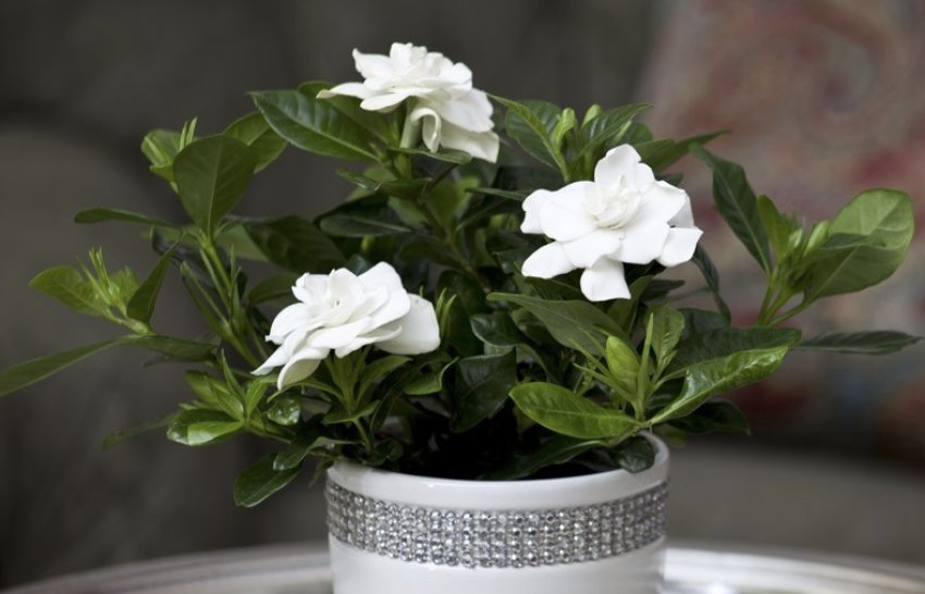 Квітки жасминової гарденії