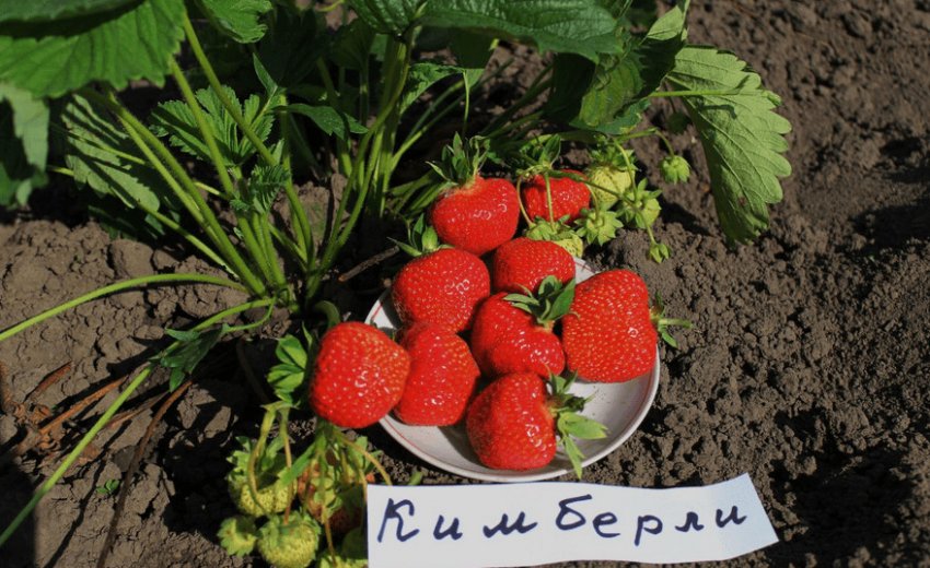Полуниця Кімберлі Полуниця Кімберлі