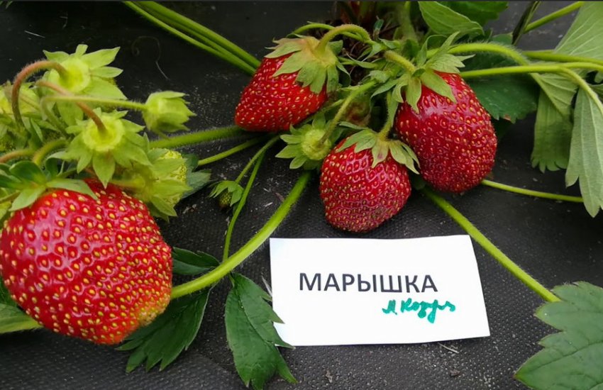 Полуниця Марышка Полуниця Марышка