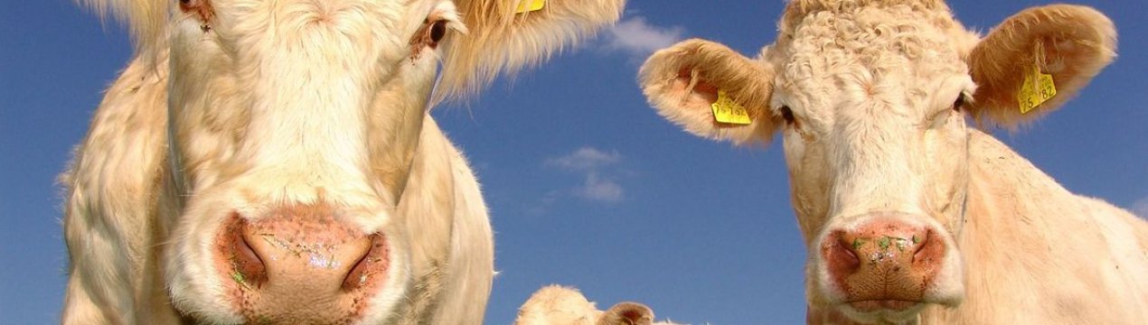 Херсонська область тепер вільна від небезпечних захворювань худоби і птиці