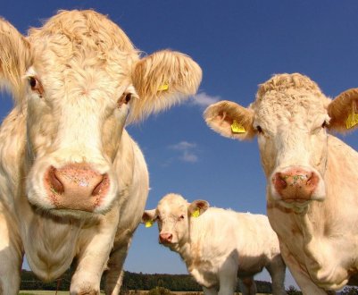 Херсонська область тепер вільна від небезпечних захворювань худоби і птиці