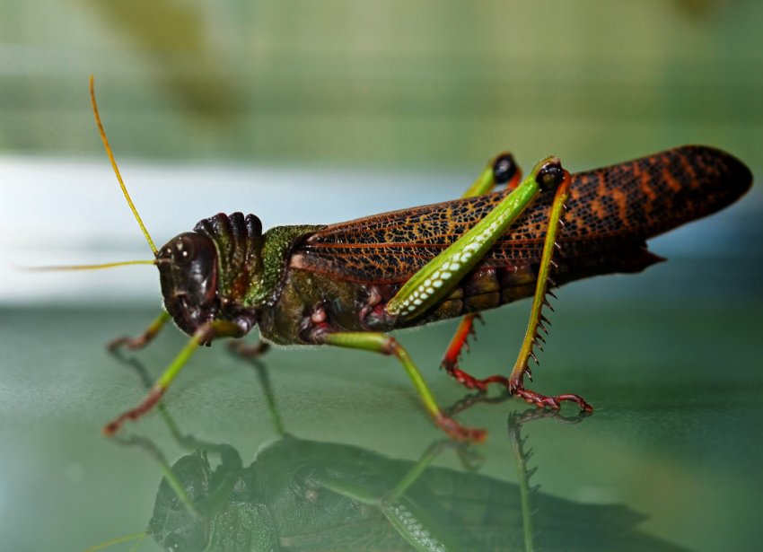 Російські фермери об'єднують зусилля в боротьбі з крилатим шкідником