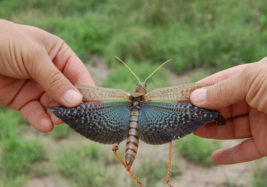 Російські фермери об'єднують зусилля в боротьбі з крилатим шкідником