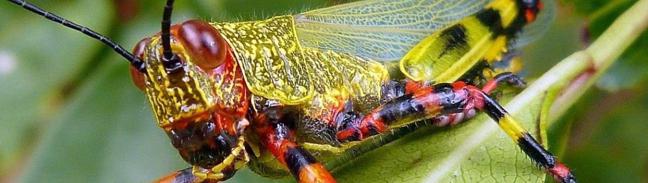 Російські фермери об'єднують зусилля в боротьбі з крилатим шкідником