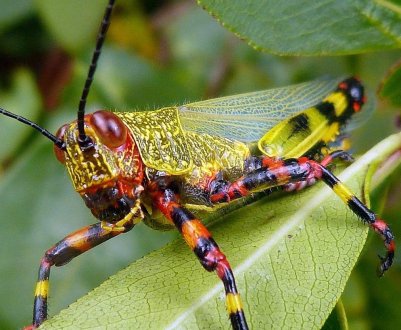 Російські фермери об'єднують зусилля в боротьбі з крилатим шкідником