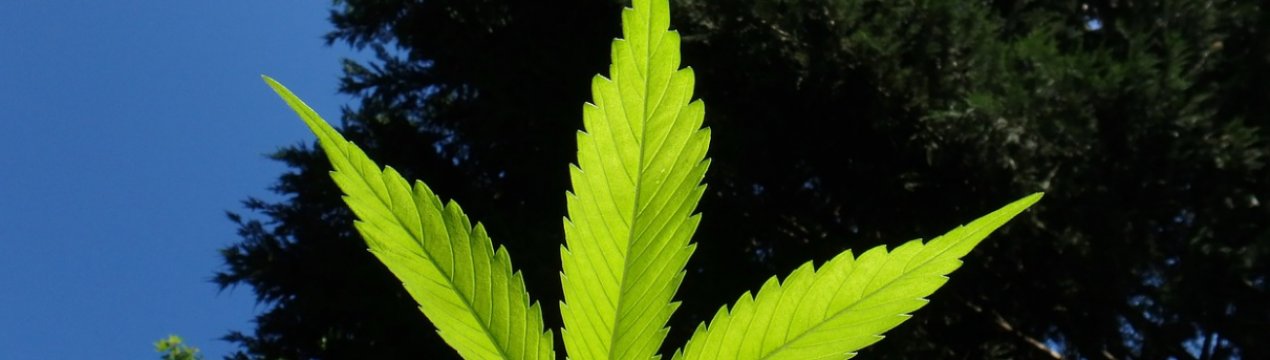 Краснодарські, брянські, чуваські і інші російські фермери мріють про коноплю