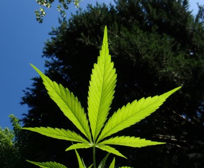 Краснодарські, брянські, чуваські і інші російські фермери мріють про коноплю