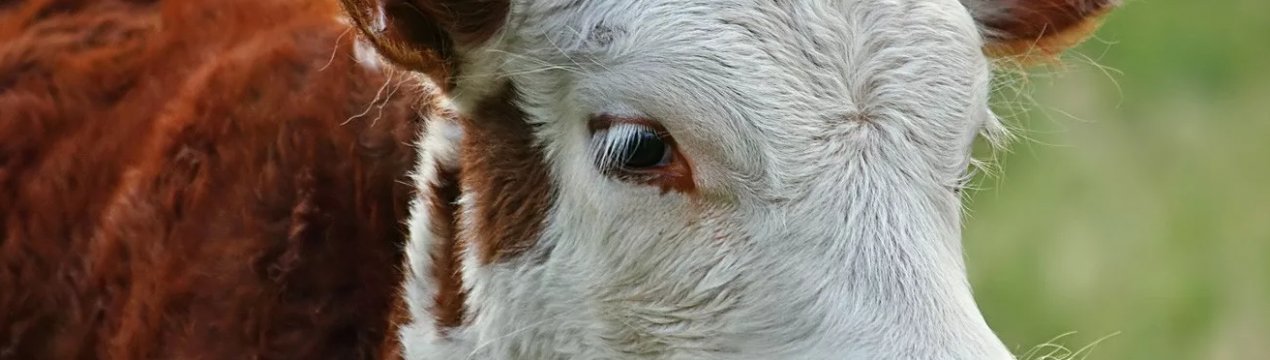  У Мінагрополітики надійшло більше 1 тисячі заяв для отримання дотації на корів