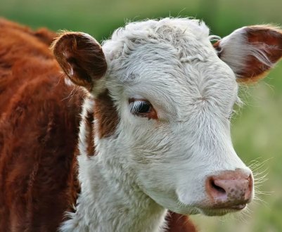  У Мінагрополітики надійшло більше 1 тисячі заяв для отримання дотації на корів