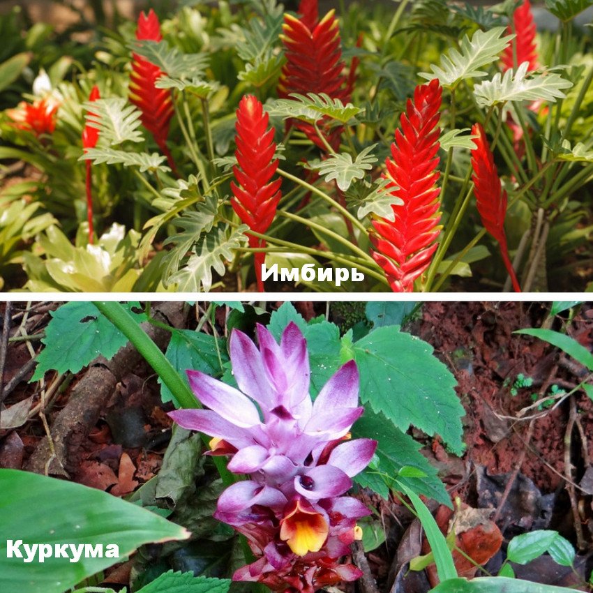 Куркума імбир