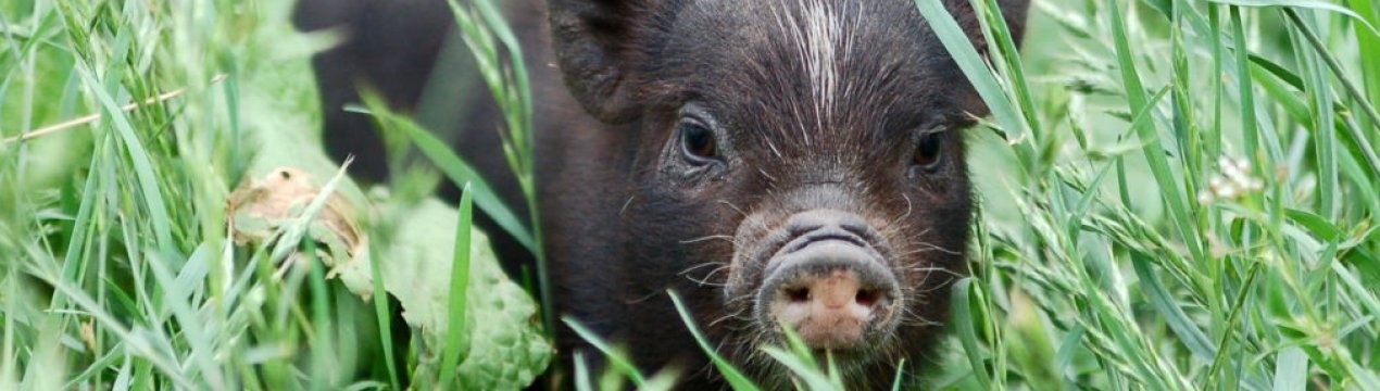 Саратовські свинарі очікують «поповнення» в професійному сімействі