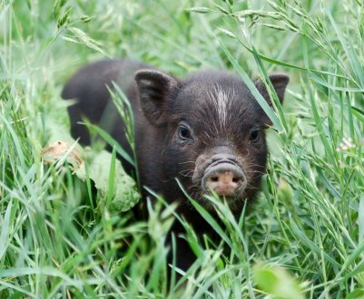 Саратовські свинарі очікують «поповнення» в професійному сімействі