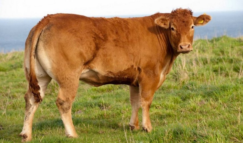 Корова породи Лімузин Корова породи Лімузин