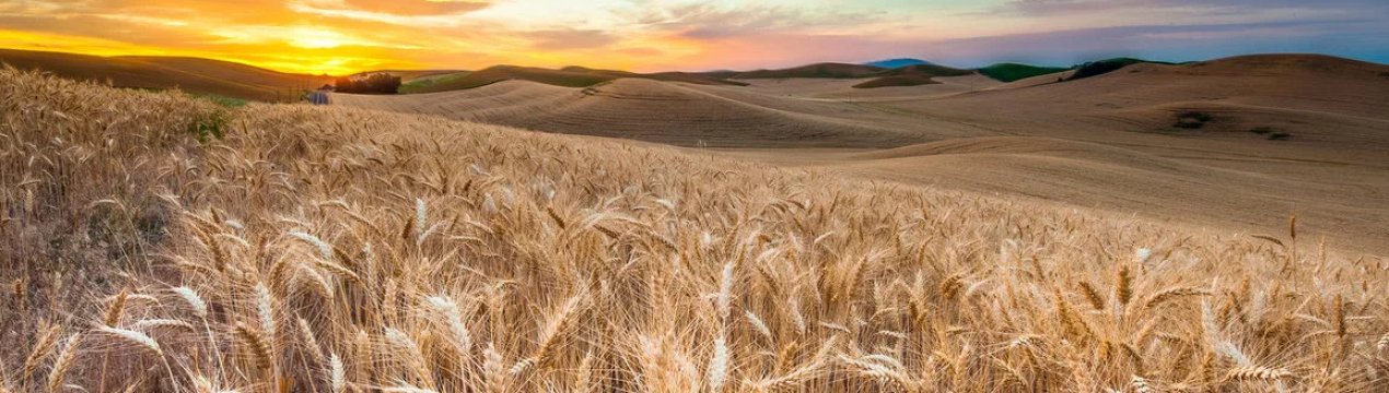 У Великобританії запущена програма по боротьбі з хворобами сільгоспкультур