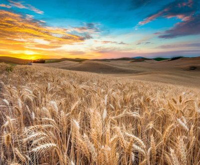 У Великобританії запущена програма по боротьбі з хворобами сільгоспкультур