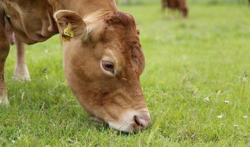 Корова породи Лімузин Корова породи Лімузин