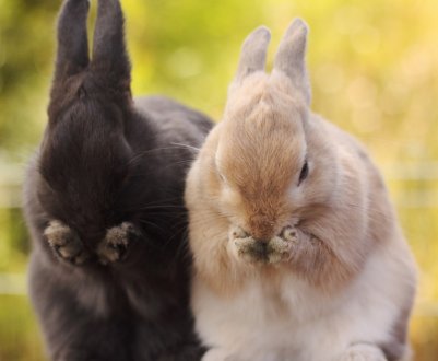 Чому кролики чхають