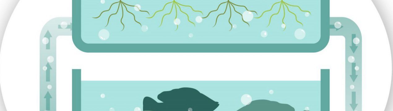 Український виробник отримав перший урожай салату на аквапонике