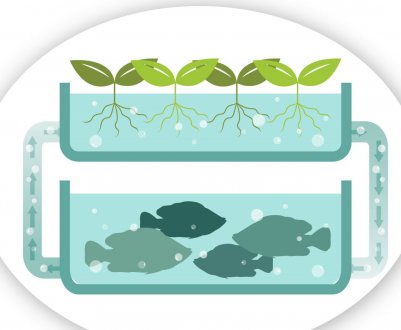 Український виробник отримав перший урожай салату на аквапонике