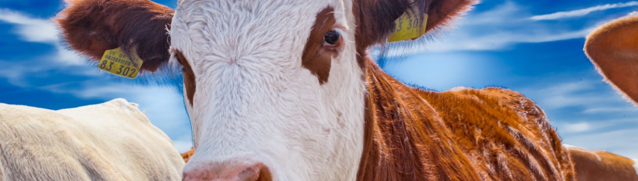 В Івано-Франківській області запрацювала перша черга молочно-товарного комплексу