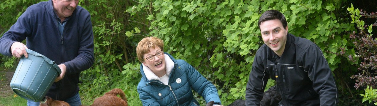 В Ірландії корова народила трійню