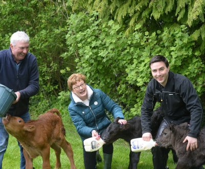 В Ірландії корова народила трійню