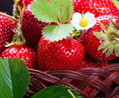 На ринок вийшла краснодарська рання полуниця