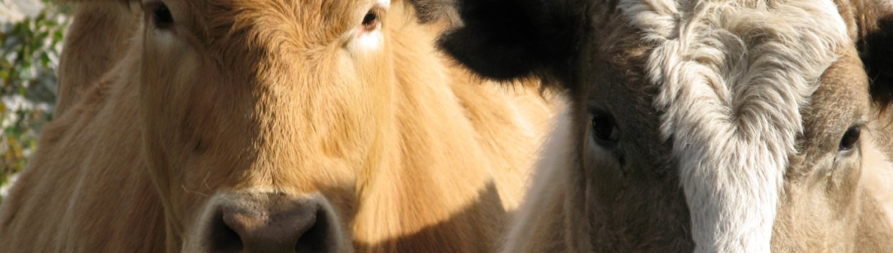 Російські скотарі очікують ревізорів з Венесуели