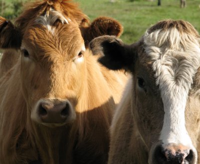 Російські скотарі очікують ревізорів з Венесуели