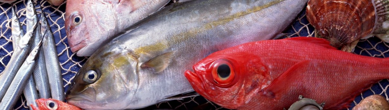 З початку року на приманку російських рибалок клюнули мільйони тонн риби