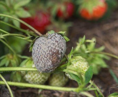 Сіра гниль на суниці: методи боротьби