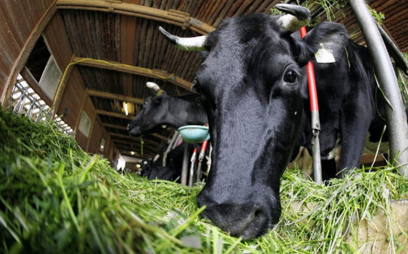 Кормление коров зеленым кормом