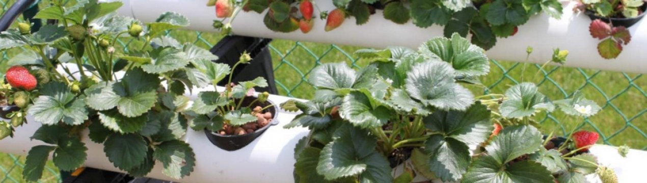 Особливості вирощування полуниці в трубах
